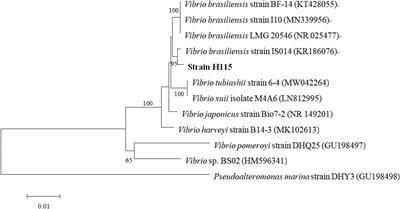 Identification and Optimization of the Algicidal Activity of a Novel Marine Bacterium Against Akashiwo sanguinea